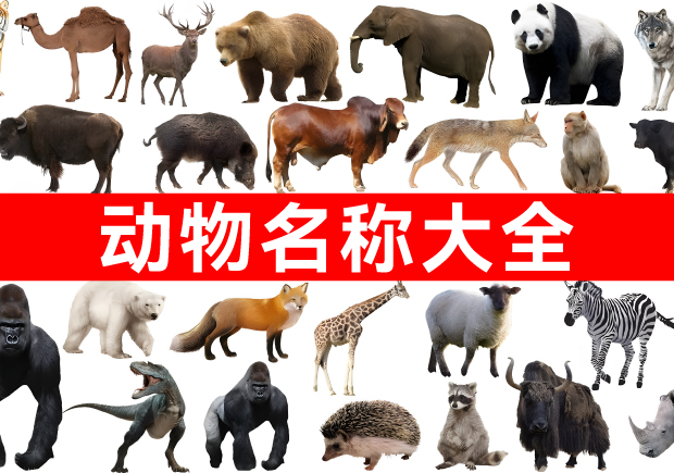 我們正在構(gòu)建網(wǎng)絡(luò)上最全面的動(dòng)物名稱庫！.jpg